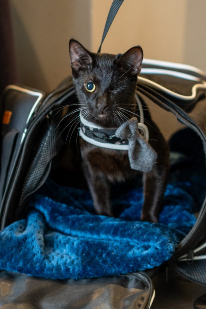 Bronwyn from Sun Cities 4 Paws