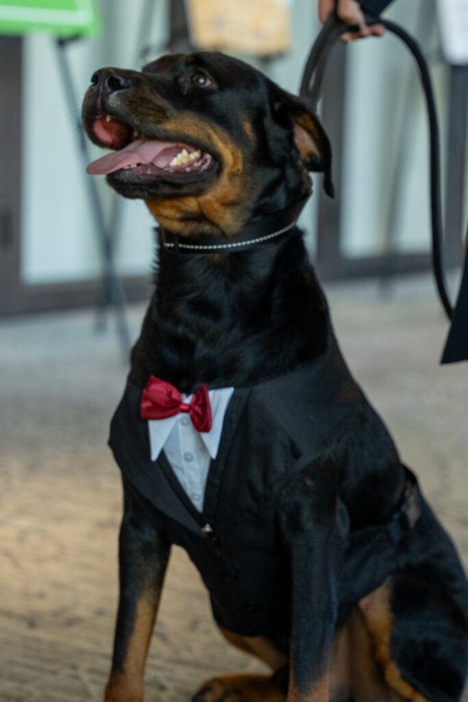 Slash from Rotten Rottie Rescue